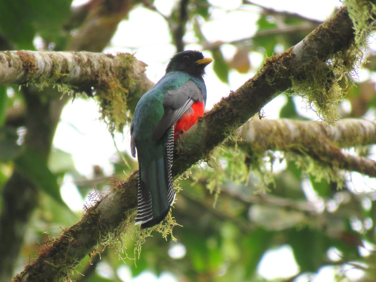 Trogon rosalba (puella) - ML204096451