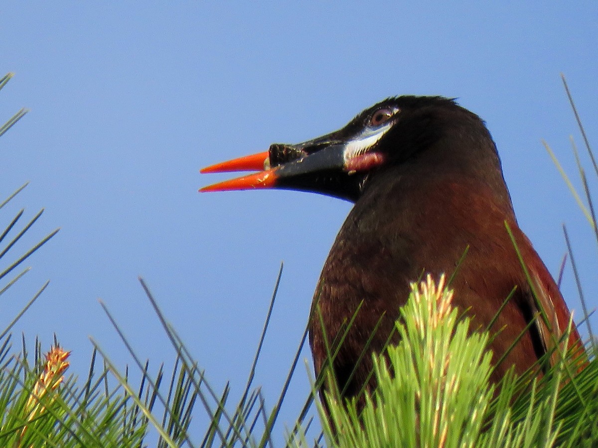 Montezuma Oropendola - ML204096471