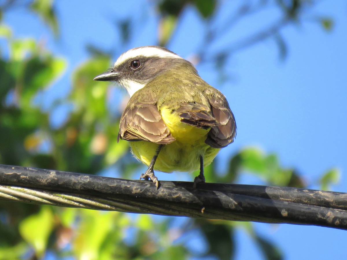 Social Flycatcher (Vermilion-crowned) - ML204096521