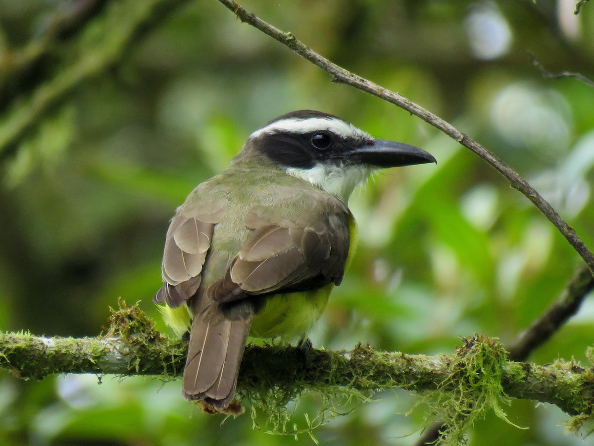 Boat-billed Flycatcher (Northern) - ML204096531