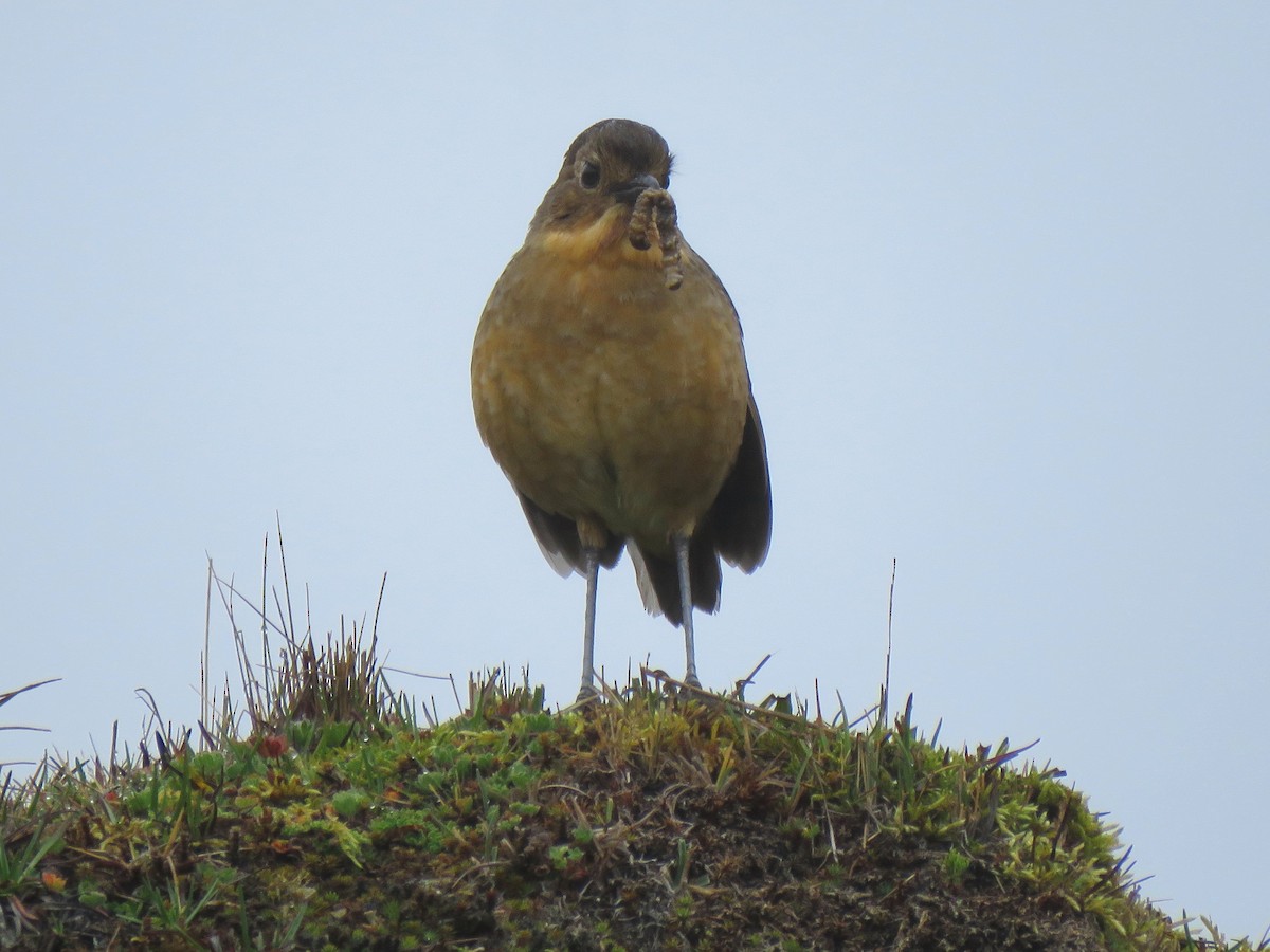 Tawny Antpitta - ML204096651