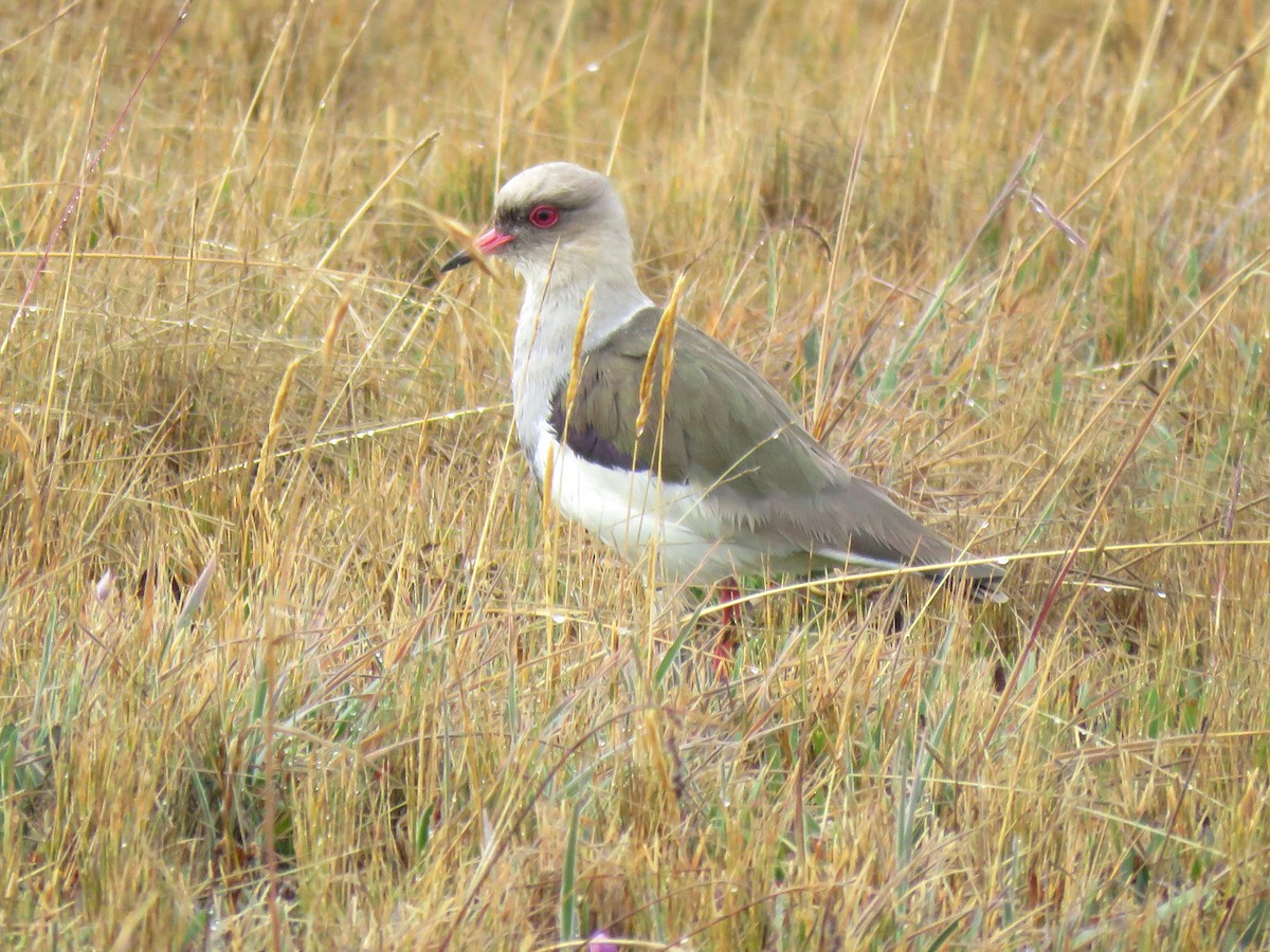 Andean Lapwing - ML204096661