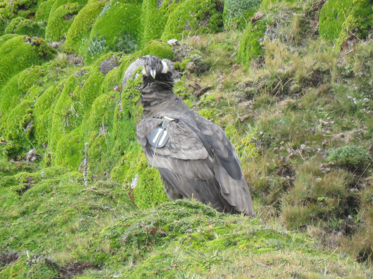 Andean Condor - ML204096681