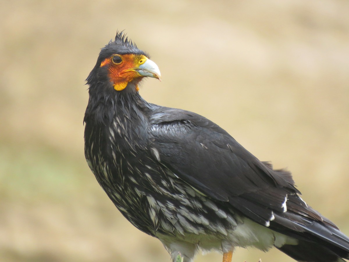 Carunculated Caracara - ML204096721