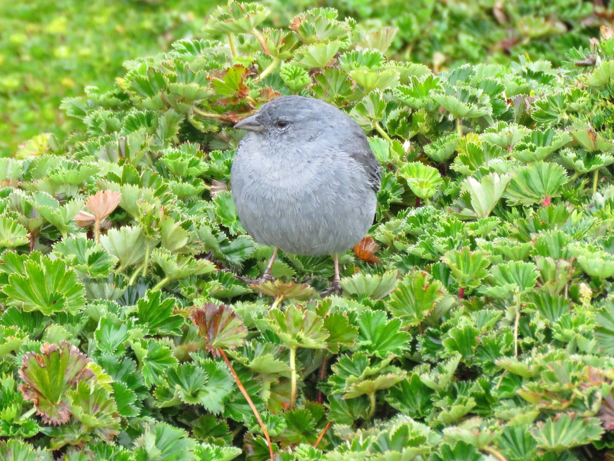 Plumbeous Sierra Finch - ML204096751