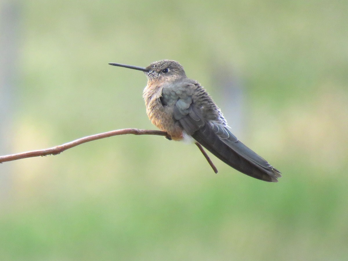 Giant Hummingbird - ML204096801