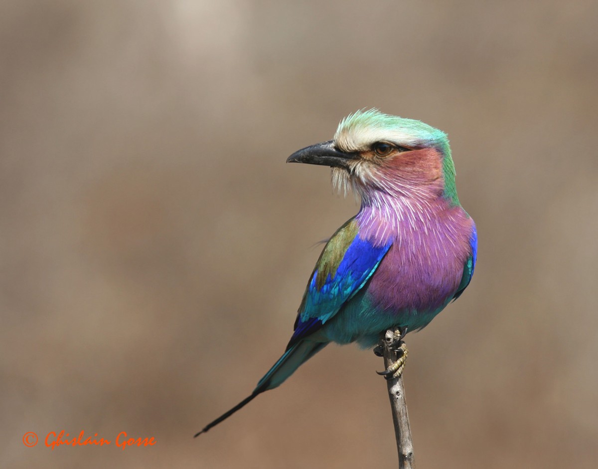 Lilac-breasted Roller - Ghislain Gosse