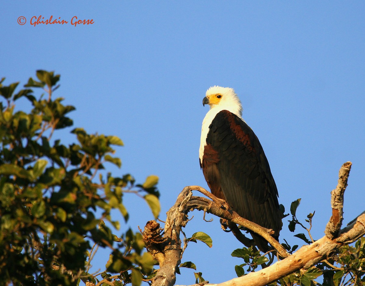 African Fish-Eagle - ML204097081