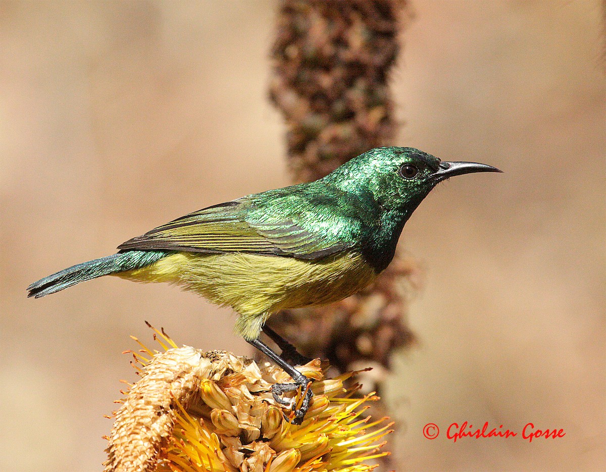 Collared Sunbird - ML204097161