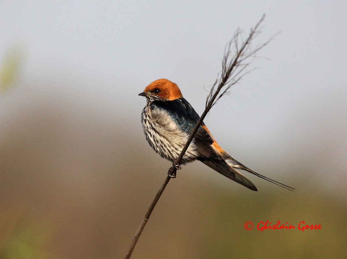 Lesser Striped Swallow - ML204097181