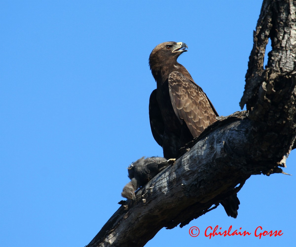 Águila de Wahlberg - ML204097281