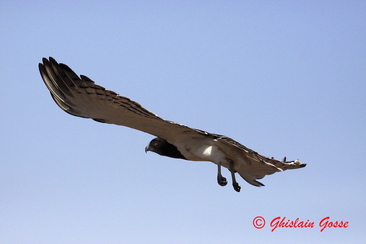 Black-chested Snake-Eagle - ML204097371