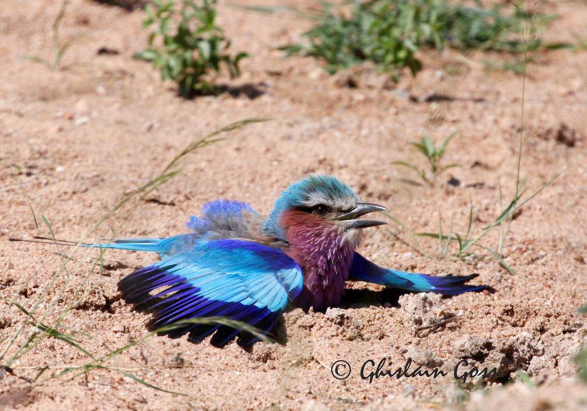 Lilac-breasted Roller - ML204097381