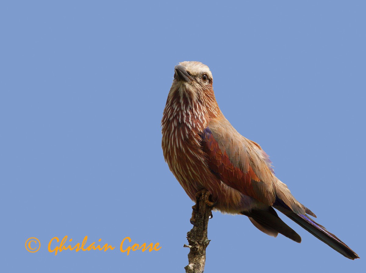 Rufous-crowned Roller - ML204097411