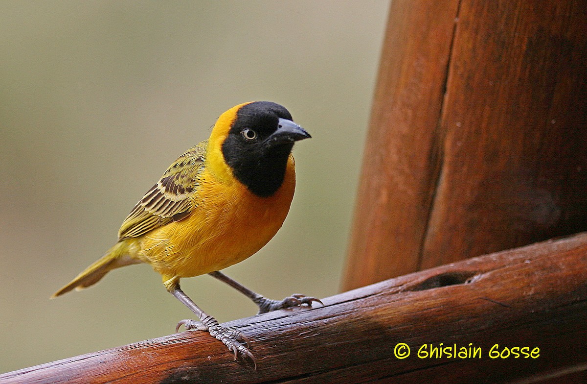Lesser Masked-Weaver - Ghislain Gosse