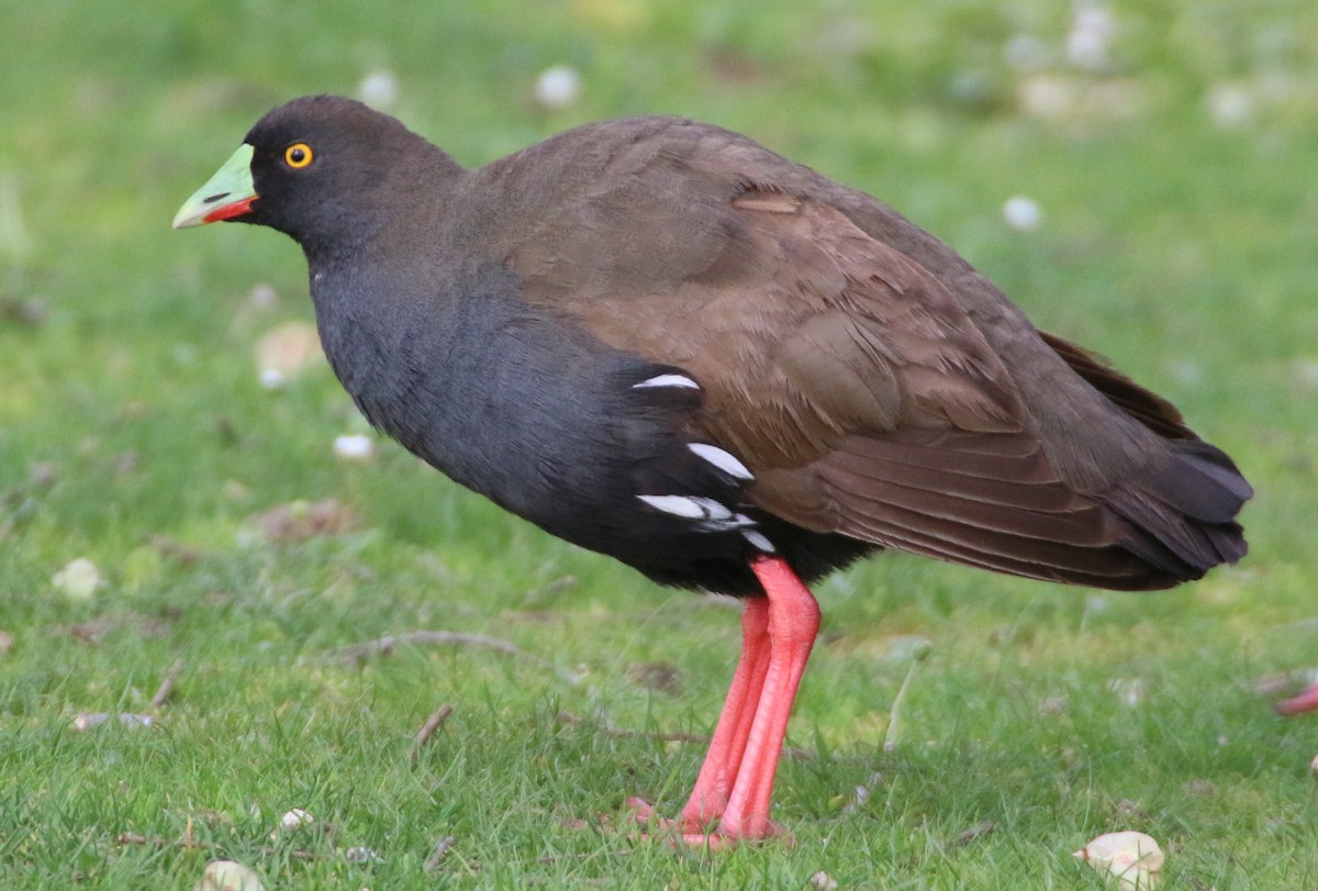 Black-tailed Nativehen - mark broomhall