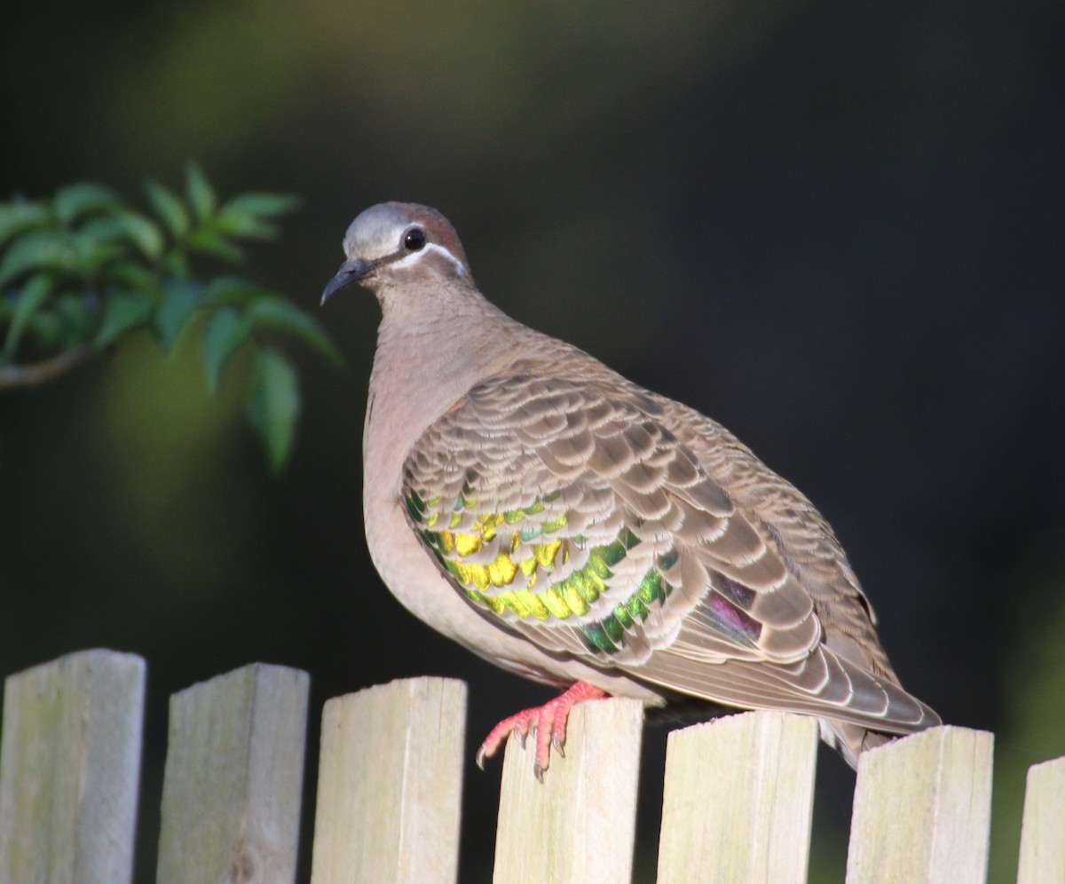 Common Bronzewing - ML204097911