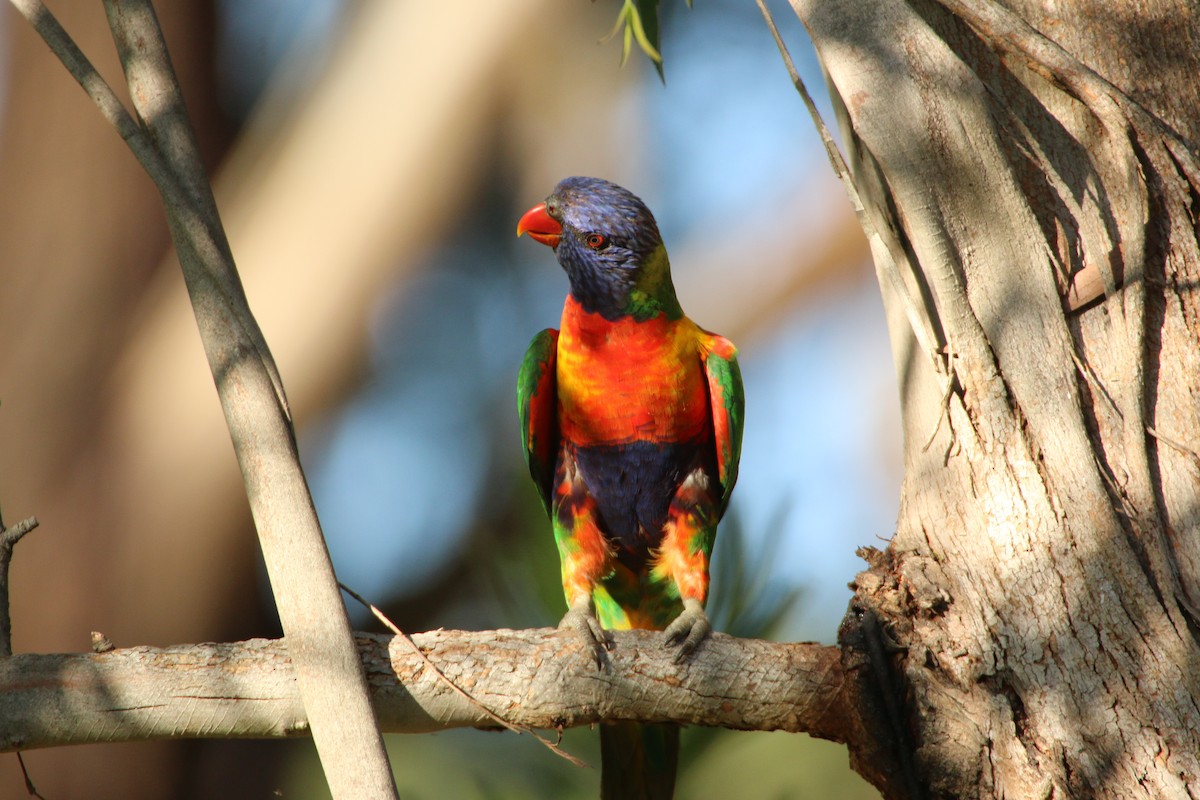 Rainbow Lorikeet - ML204097921