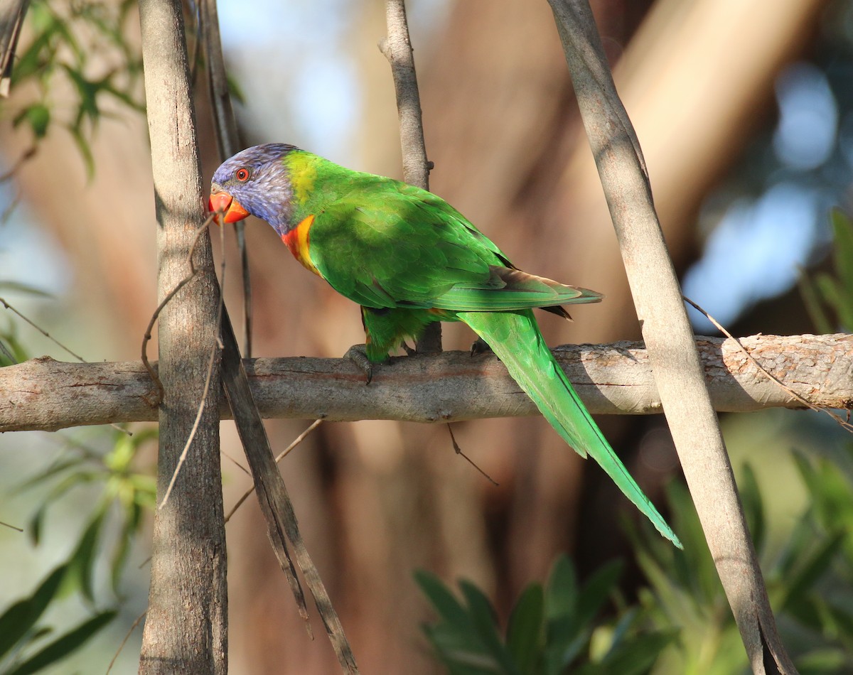 Rainbow Lorikeet - ML204097931