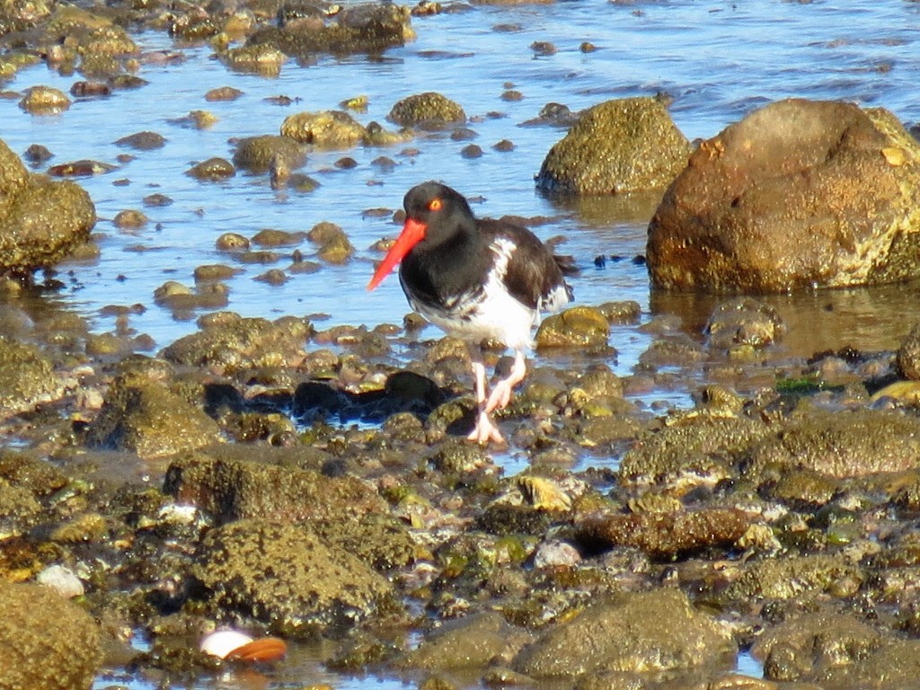 American Oystercatcher - Thore Noernberg