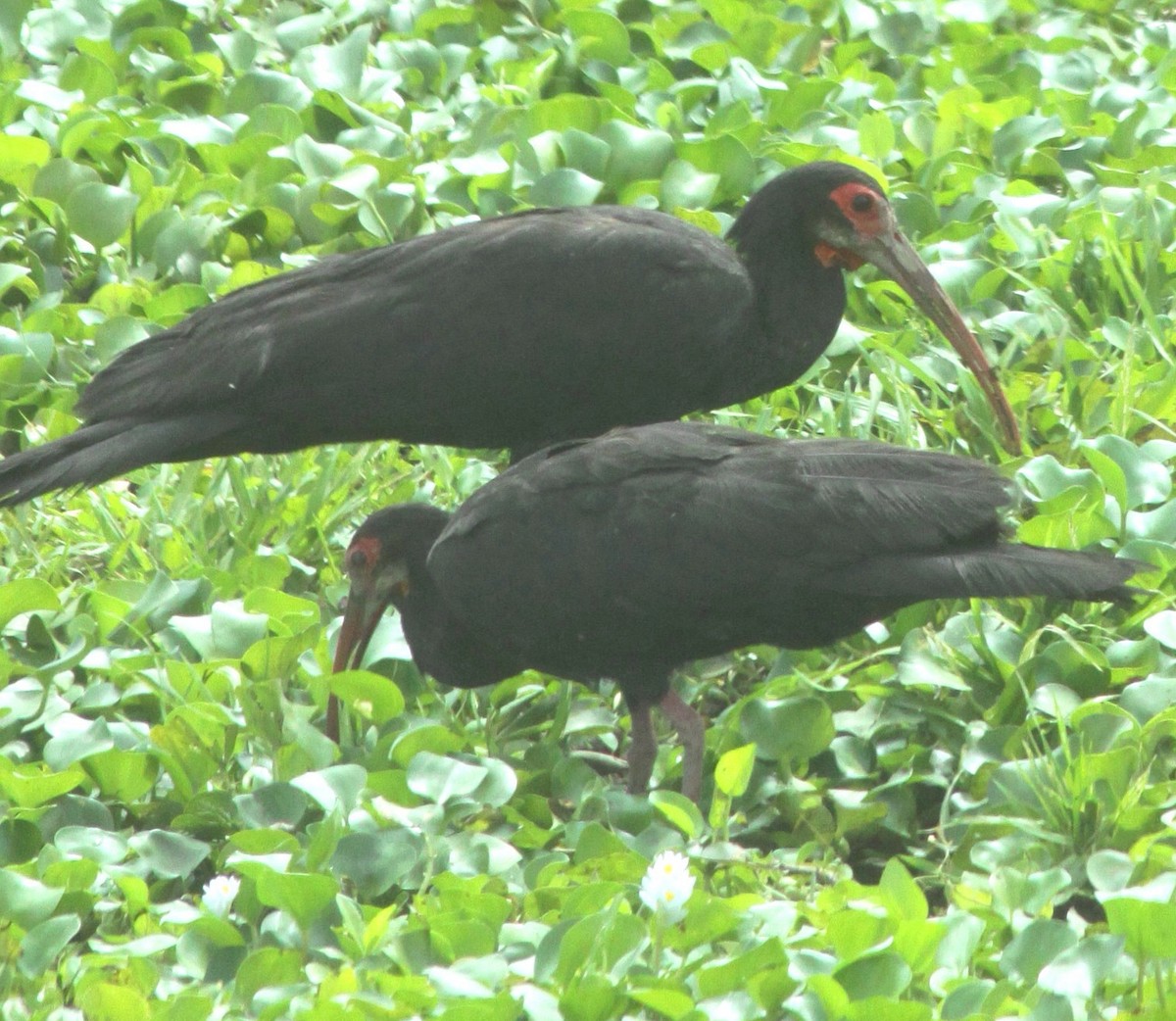 Sharp-tailed Ibis - Thore Noernberg