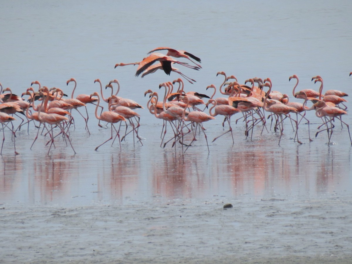 American Flamingo - ML204098471