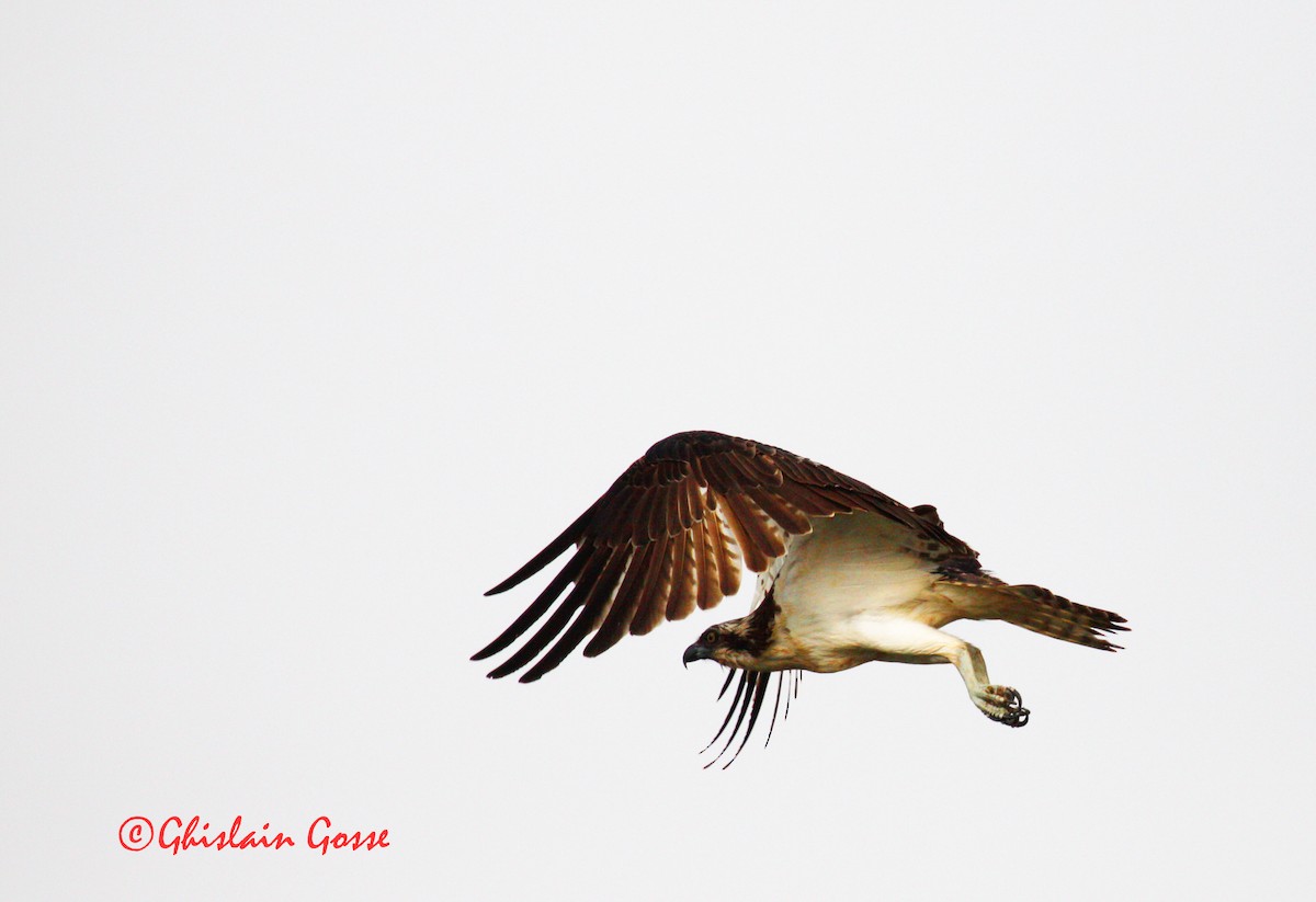 Águila Pescadora (haliaetus) - ML204099191