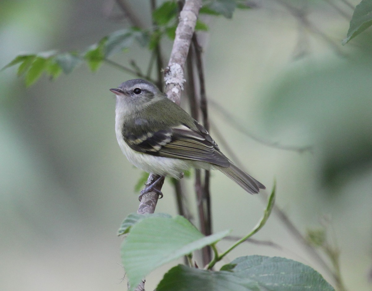 Buff-banded Tyrannulet - Fabrice Schmitt