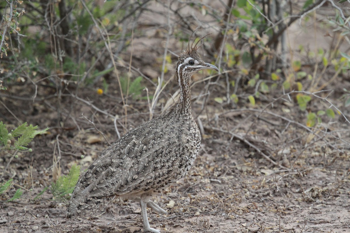 Quebracho Crested-Tinamou - ML204099231