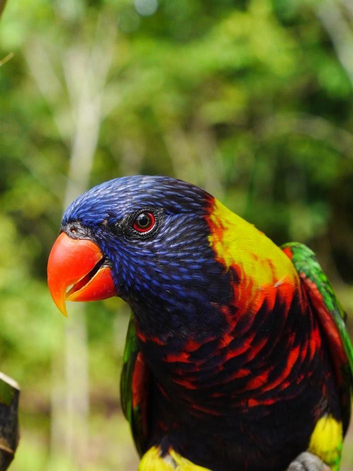 Biak Loriketi - ML204099411