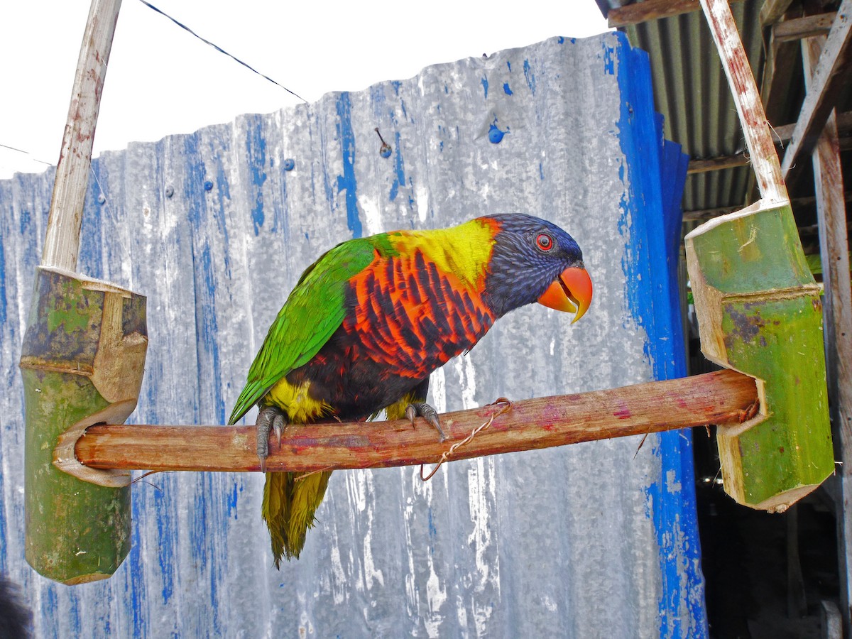 Biak Lorikeet - ML204099421