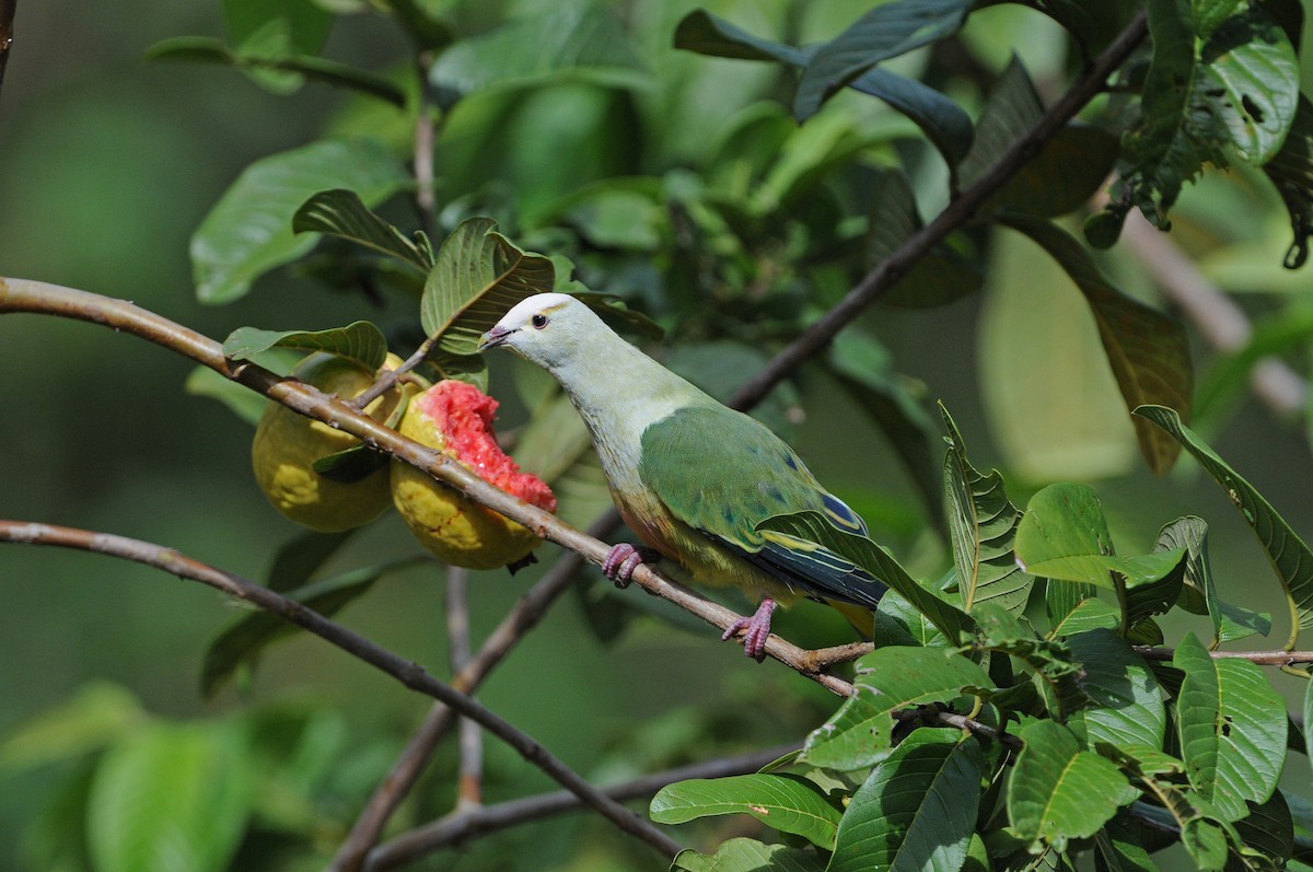 White-capped Fruit-Dove - ML204099431