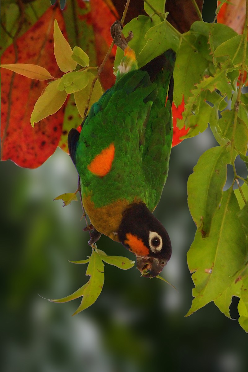 Orange-cheeked Parrot - ML204099451