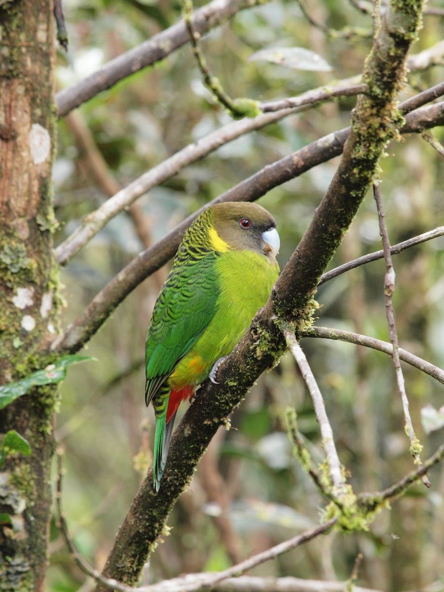 Perruche de Brehm - ML204099461