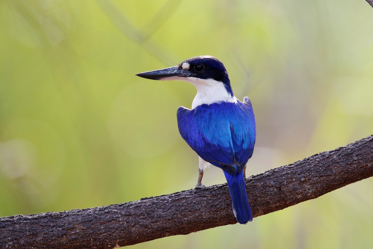 Forest Kingfisher - Peter Odekerken