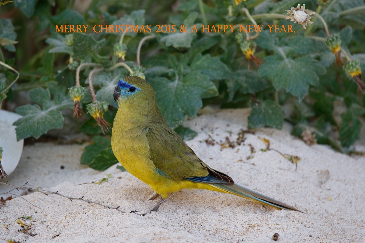 neoféma skalní - ML204099491