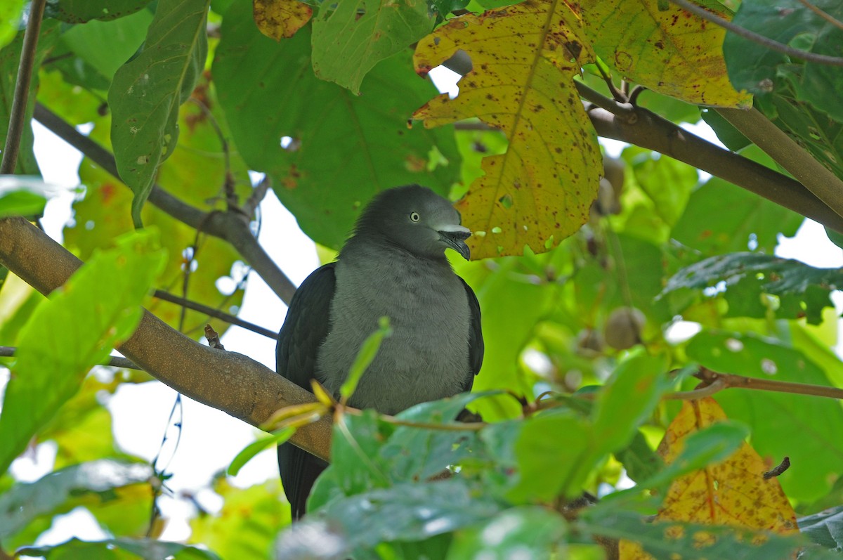 Nuku Hiva Imperial-Pigeon - Peter Odekerken