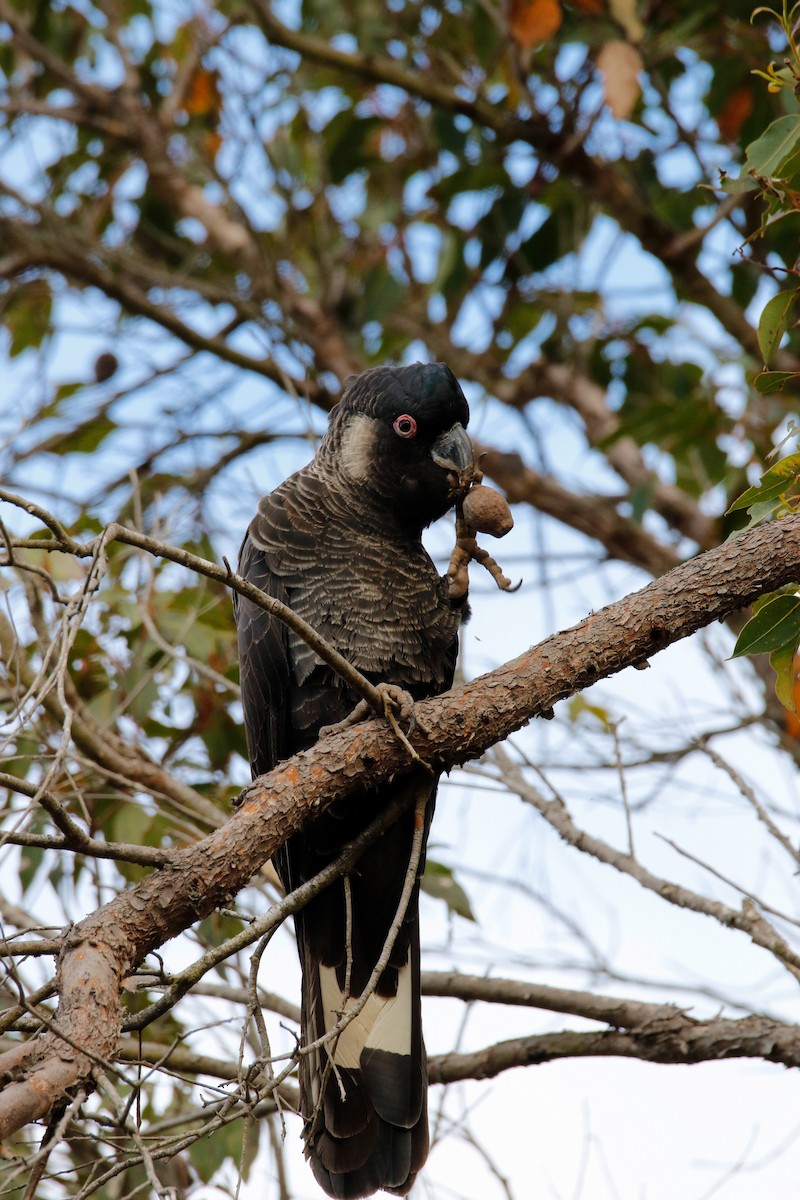Baudin's Black-Cockatoo - Peter Odekerken