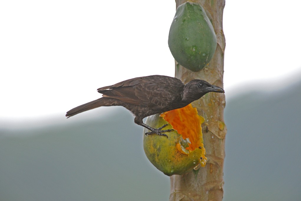 Samoan Starling - Peter Odekerken
