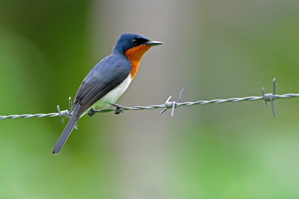 Samoan Flycatcher - Peter Odekerken