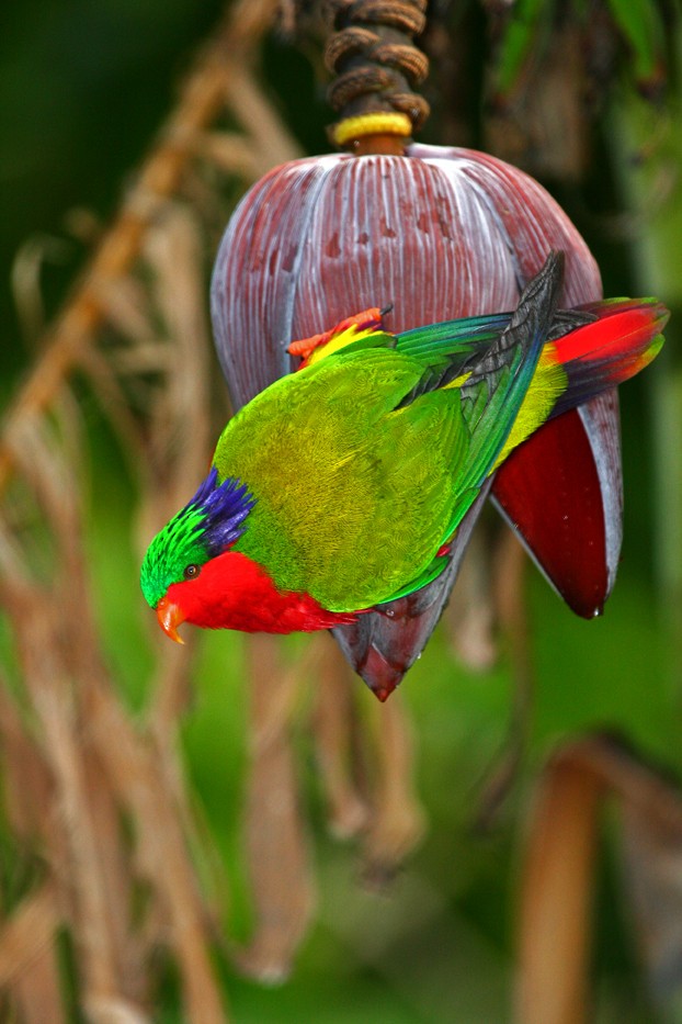 Kuhl's Lorikeet - ML204099631