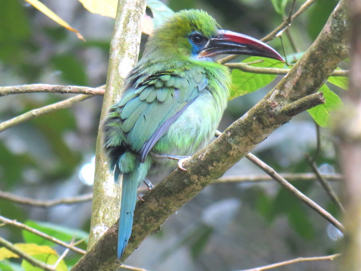 Toucanet à bec sillonné (sulcatus/erythrognathus) - ML204100451