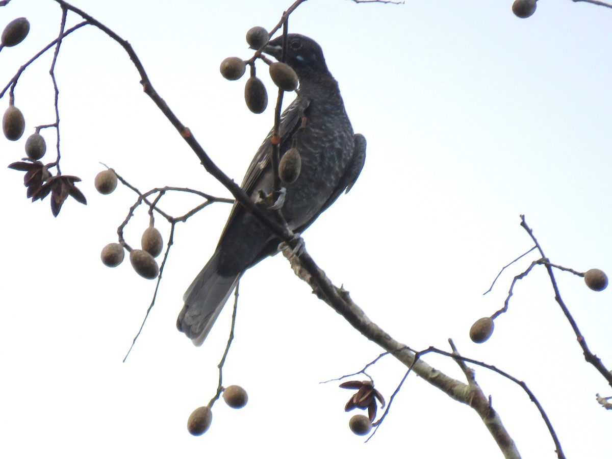 Bare-necked Fruitcrow - ML204101021