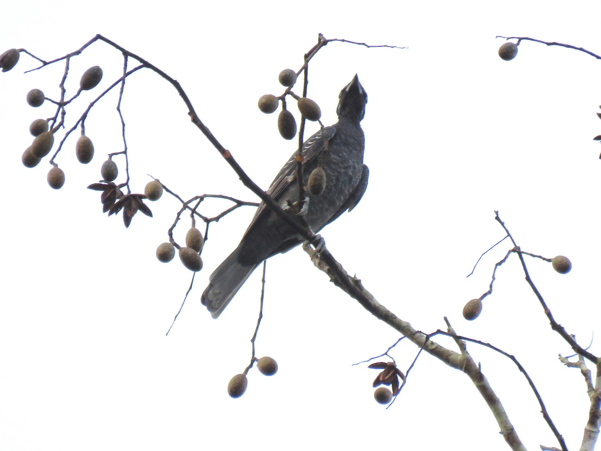 Bare-necked Fruitcrow - ML204101031