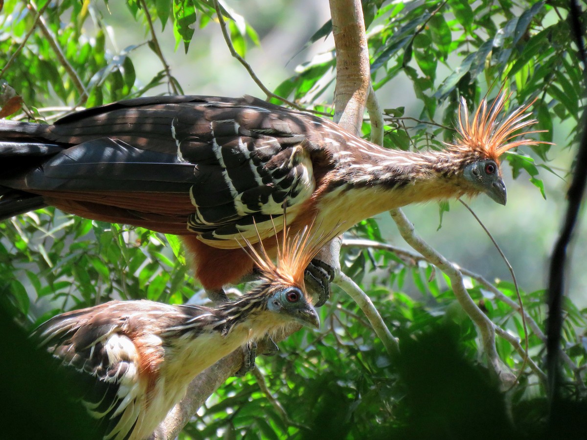 Hoatzin - ML204101071