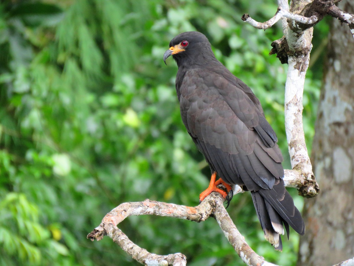 Snail Kite - Thore Noernberg