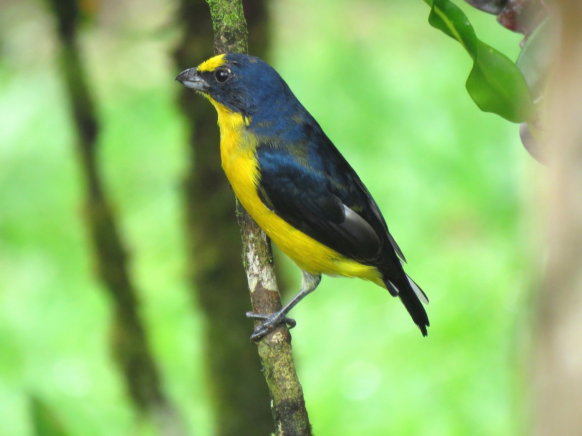 Yellow-throated Euphonia - Thore Noernberg