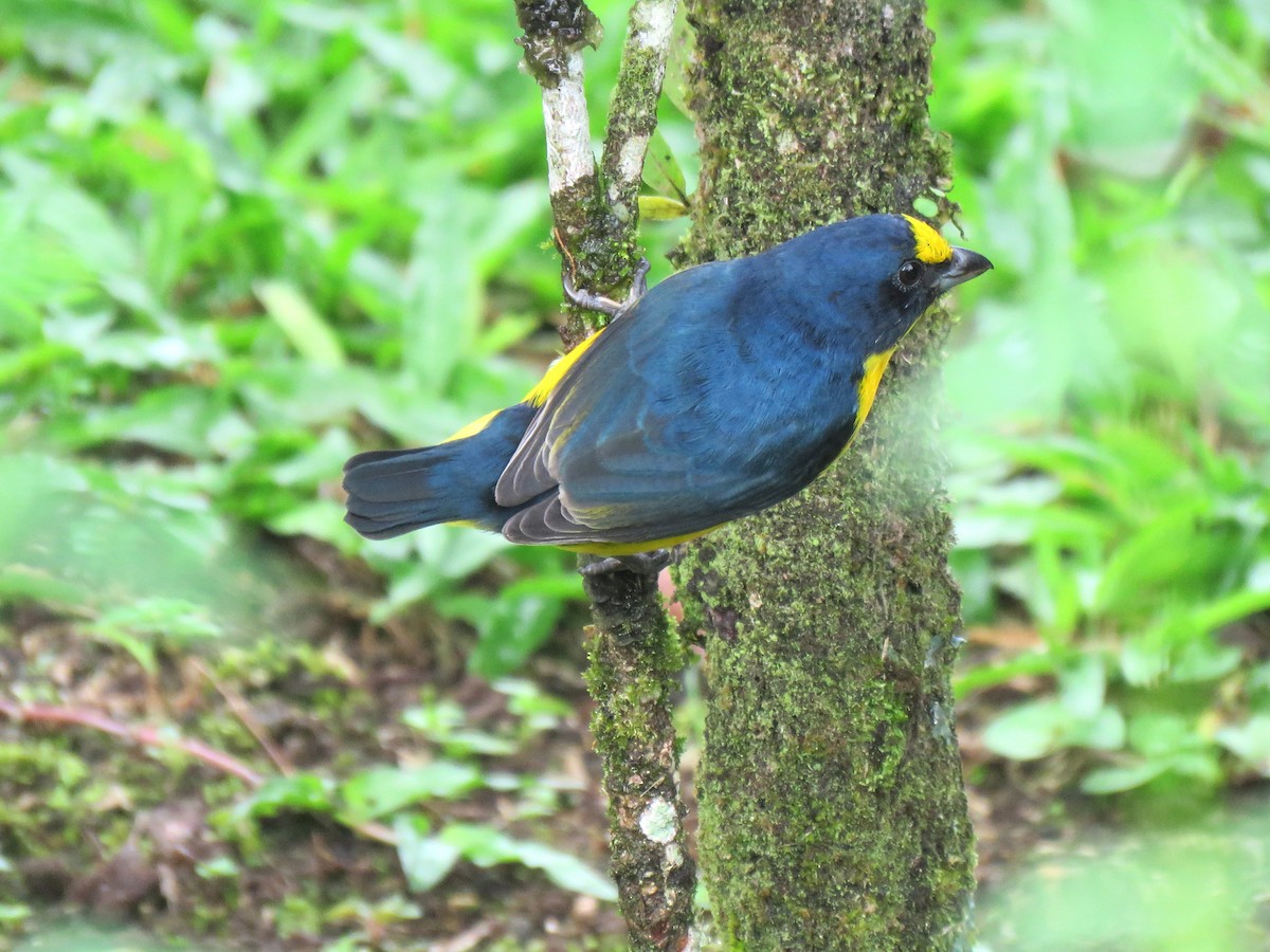 Yellow-throated Euphonia - ML204101301