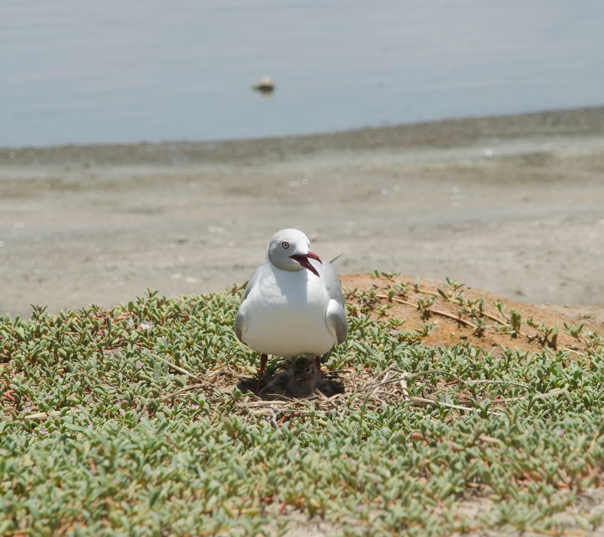 Gray-hooded Gull - ML204101581