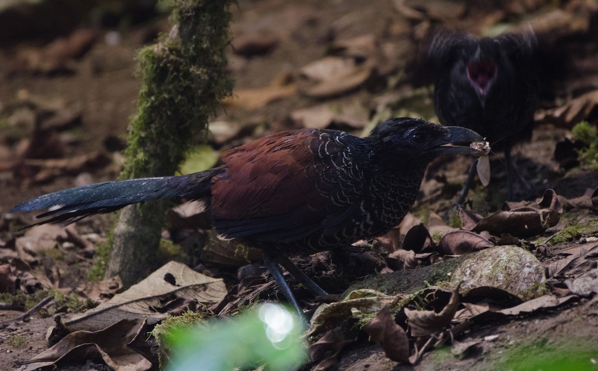 Banded Ground-Cuckoo - ML204101741